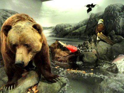 Bear diorama - Finnish Museum of Natural History - DSC04666