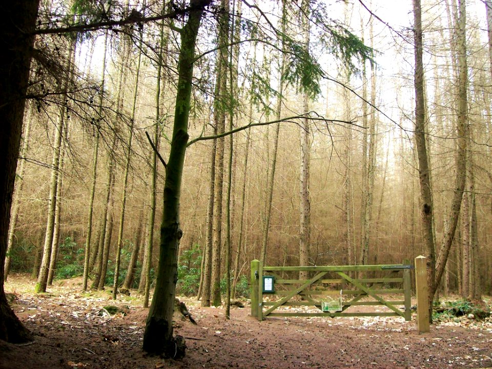 Bedgebury Pinetum 10