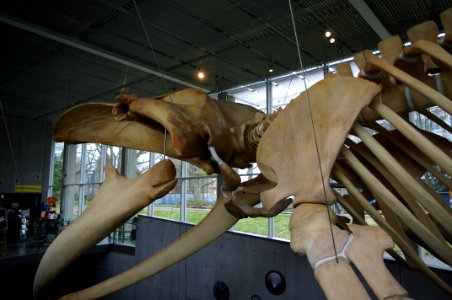 Beaty Biodiversity Museum whale 12