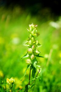 Yellow rhinanthus alectorolophus broomrape plant