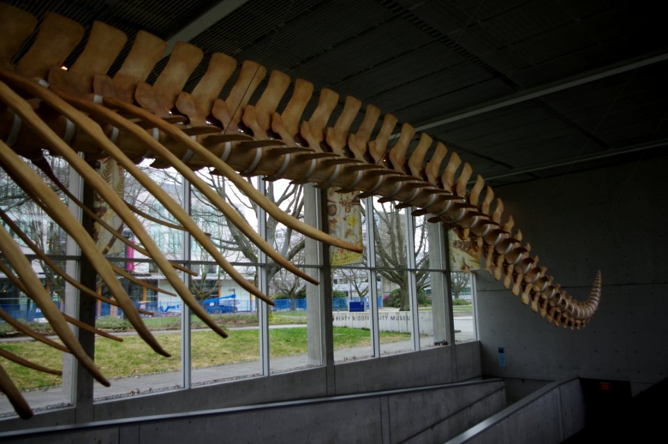 Beaty Biodiversity Museum whale 8