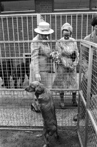 Beatrix opent het Haagse Dierencentrum in Den Haag . Beatrix tijdens de rondgang, Bestanddeelnr 932-0621