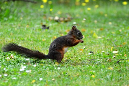 Cute nature cheeky