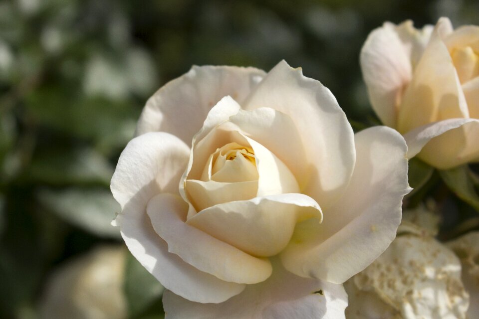 Blossom bloom beauty