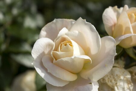 Blossom bloom beauty