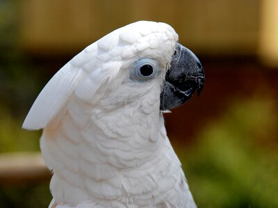 White cockatoo bird animal