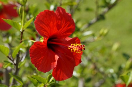 Bloom flower mallow