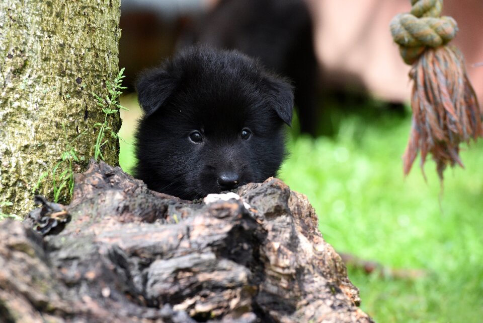 Dog pet dog puppies