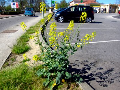 Beauzelle - 20110405 (1)