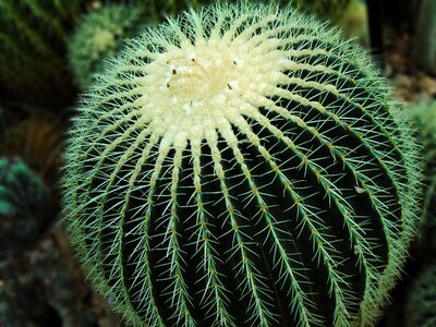Prickly botanical pattern