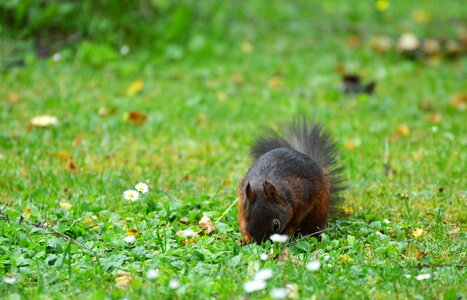Cute nature cheeky