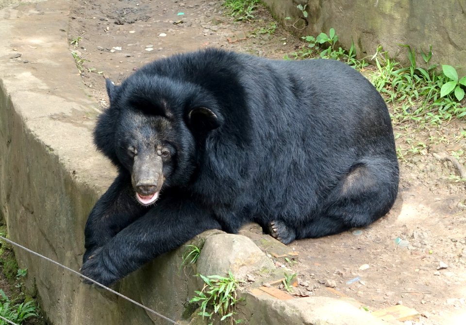 Bear (unknown) - Saigon Zoo and Botanical Gardens - Ho Chi Minh City, Vietnam - DSC01187