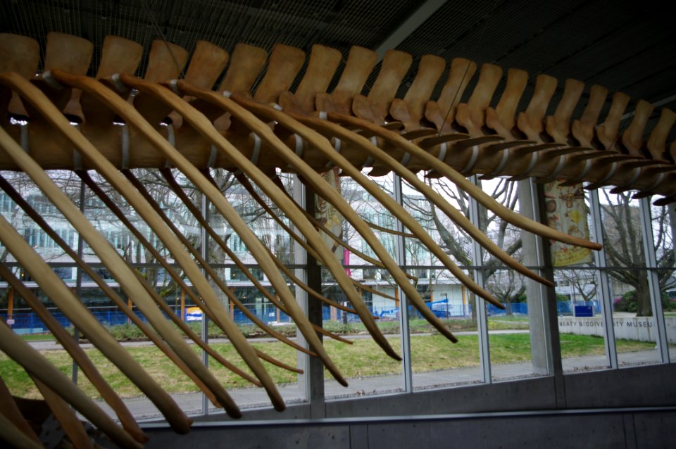 Beaty Biodiversity Museum whale 9