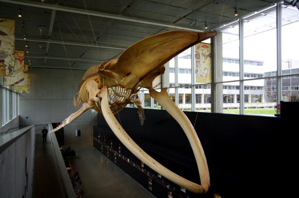 Beaty Biodiversity Museum whale 5