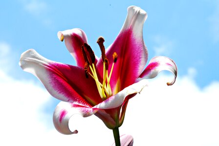 Nature sky garden