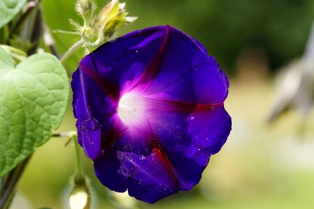Climber plant morning glory purple