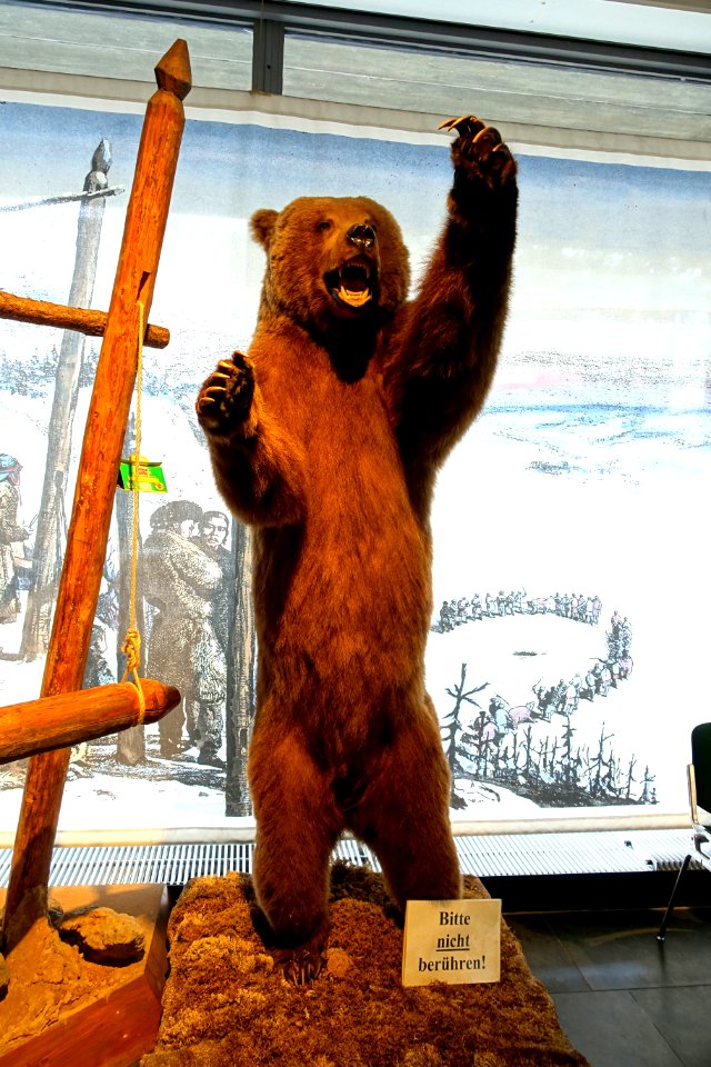 Bear - Naturhistorisches Museum Nürnberg - Nuremberg, Germany - DSC04120