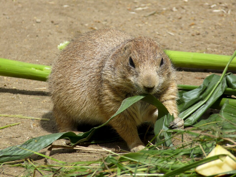 Croissant mammal gophers