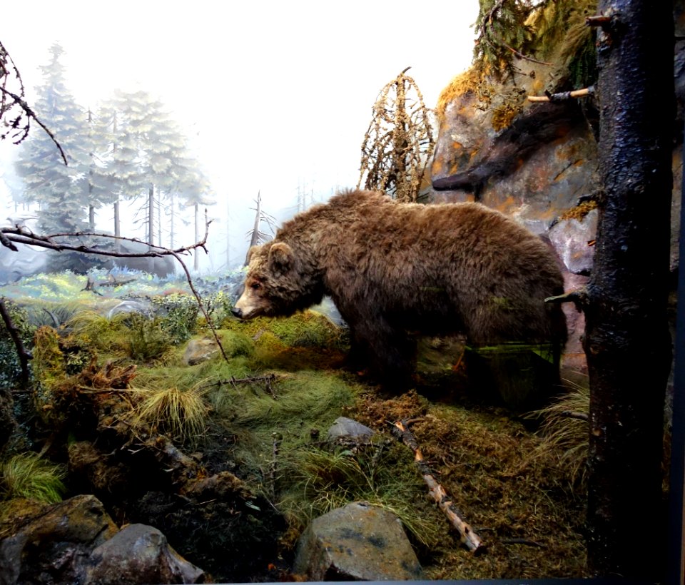 Bear - Naturhistorisches Museum, Braunschweig, Germany - DSC04977