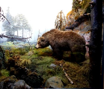 Bear - Naturhistorisches Museum, Braunschweig, Germany - DSC04977