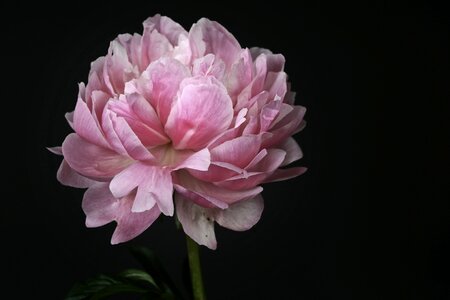 Pink white spring