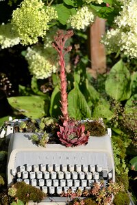 Gartendeko summer plant
