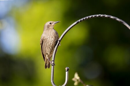 Bird watching ornithology wildlife