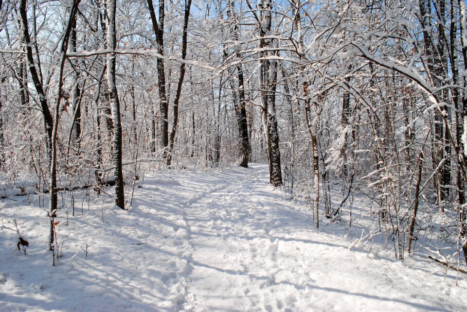 Nature cold landscape