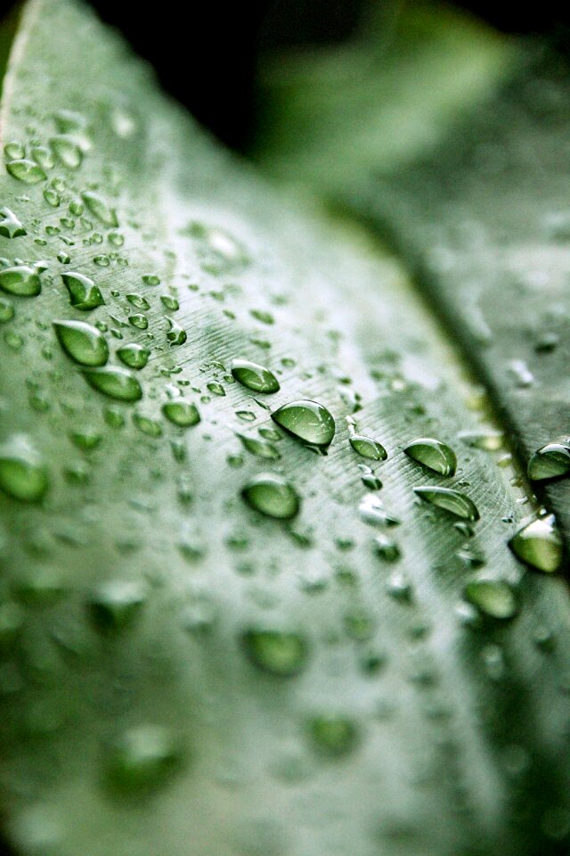 Nature green drop of water