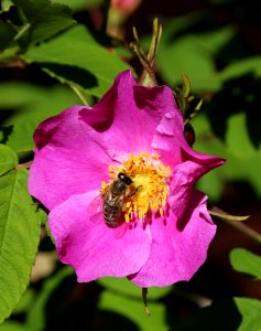 Bee Haukipudas Oulu 20190624 01