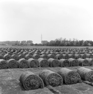 Bedrijven, graszoden, heidemij-barenbrug, De Rips, Bestanddeelnr 167-0897