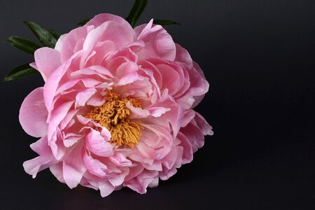 Pink white spring