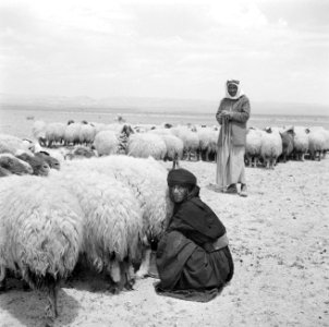 Bedoeïnen met hun schapen, Bestanddeelnr 255-6072