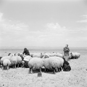 Bedoeïnen met hun schapen, Bestanddeelnr 255-6069