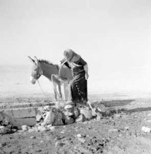 Bedoeïenenmeisje drinkt aan waterslang bij een bron, staand naast een ezel, Bestanddeelnr 255-3394 photo