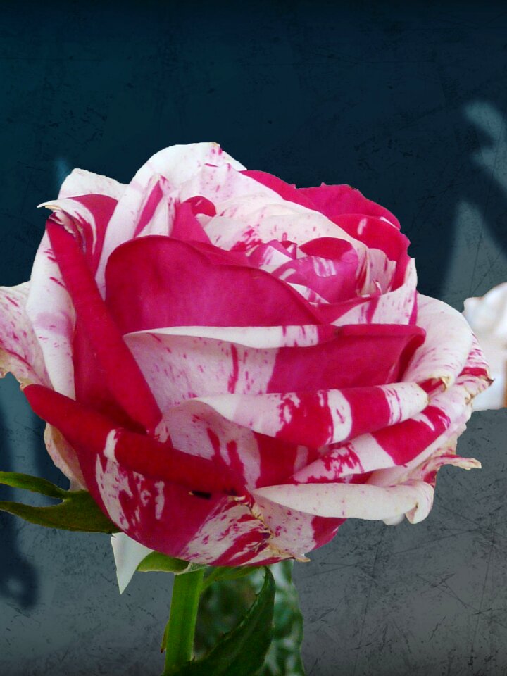 Rose bloom red garden