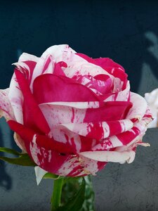 Rose bloom red garden photo