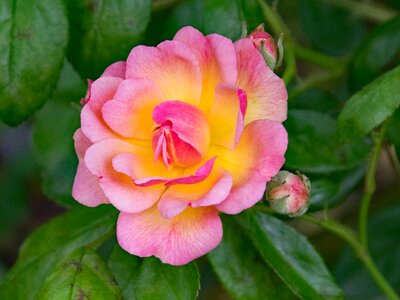 Sargent climbing rose flowers