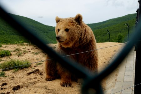 Bear Sanctuary Prishtina Bear 2 (OSCAL19 trip)