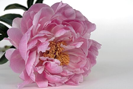 Pink white spring