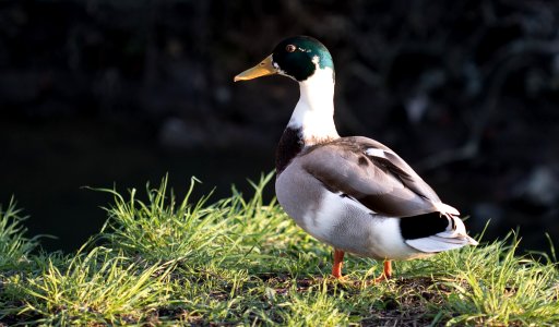 Beak (249924103)