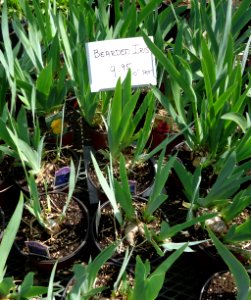 Bearded Iris plants growing in NJ in April