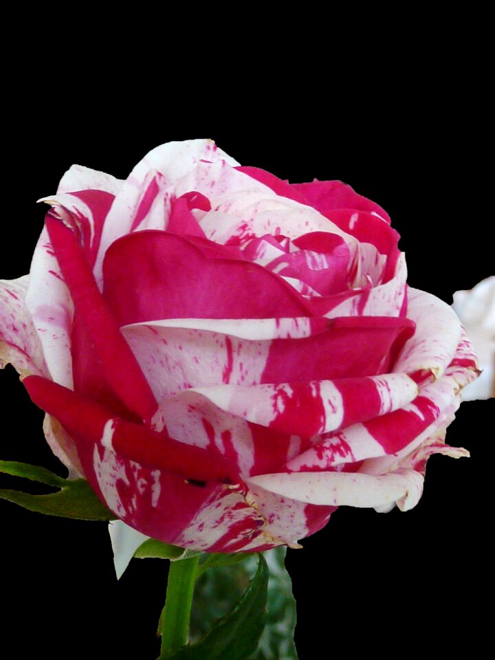 Rose bloom red garden