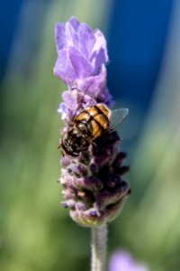 Bee fly on lavender photo