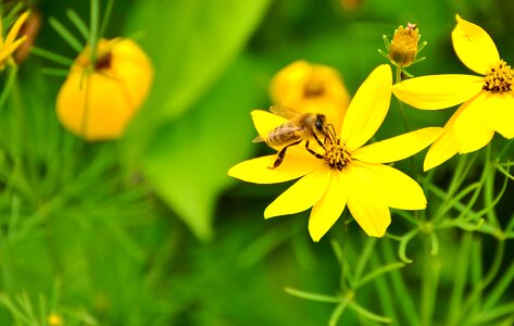 Bee yellow flower garden photo