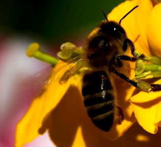 Bee (210150277) photo