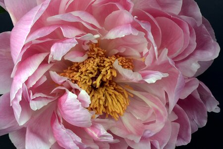 Pink white spring