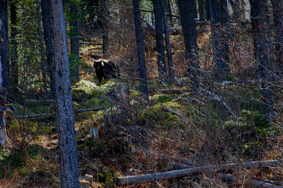 Bear-Hinton-Backroad-Foothills-Alberta-01A