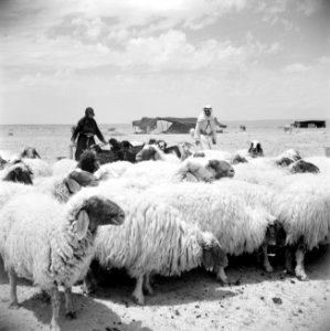 Bedoeïnen met hun schapen, Bestanddeelnr 255-6075
