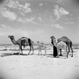 Bedoeïnen man en kamelen Bedoeïnen man en kamelen, Bestanddeelnr 255-6084